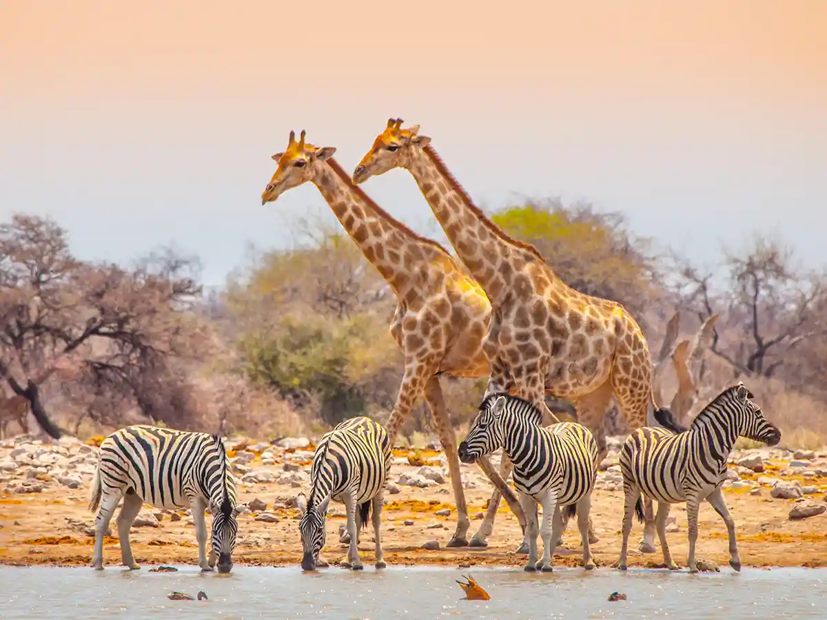 To sjiraffer og fire slettesebraer ved et vannhull i Etosha i mykt ettermiddagslys.
